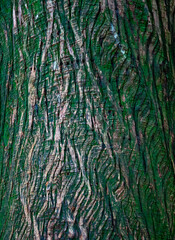 Conifer Tree bark texture. Beautiful green natural background. Selective focus