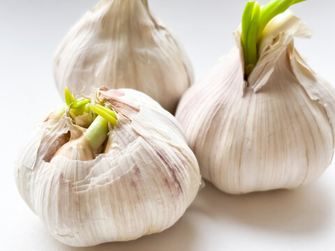 Fresh garlic bulbs with green shoots on a plain background showcasing natural produce preparation for cooking