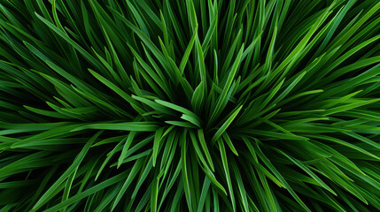 Fototapeta premium Close-up view of lush green grass blades in natural lighting. Vibrant and fresh appearance.