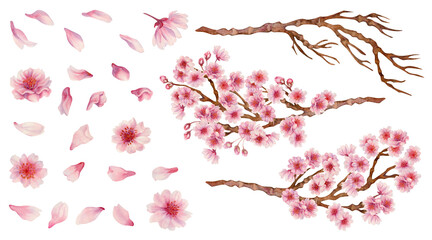 Large set of pink flowers, cherry petals, branches with flowers and bare branches. Realistic watercolor painting of spring blooming sakura flowers for Hanami festival. Shades of pink, lilac, purple. © el_suhova