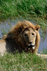 lion in the grass in serengeti