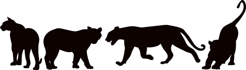 tigers on white background silhouette vector