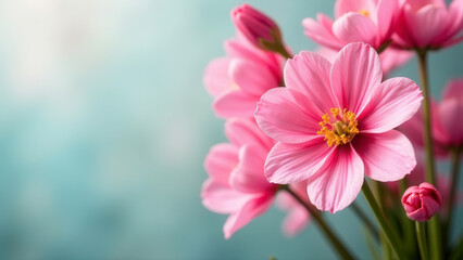 Fototapeta premium A bouquet of delicate, pink flowers on a plain background. The concept of a postcard for the spring holidays. Free space for text.