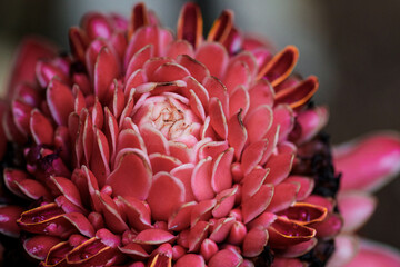 Blooming pink flower in Dominica showcasing tropical beauty and rich biodiversity