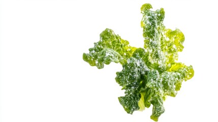 Fresh Green Lettuce Leaf with Water Drops Isolated on White Background