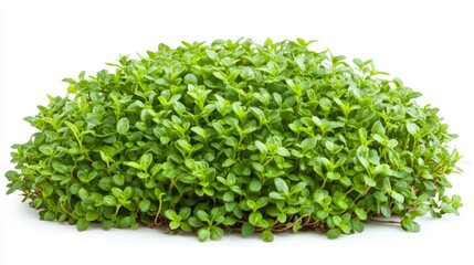 Obraz premium Lush Green Plant in a Garden Setting for Natural Decor Ideas