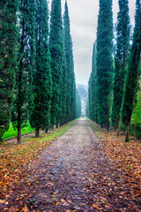 Cypres trees in Prince Gardens