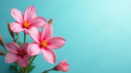 Fototapeta premium Delicate Pink Blossoms Against a Vibrant Aqua Background, a Stunning Floral Image Perfect for Springtime Designs and Greeting Cards