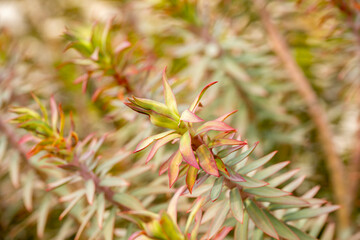 Petrosedum succulent plants growing on the moss