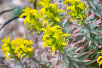 Petrosedum succulent plants growing on the moss