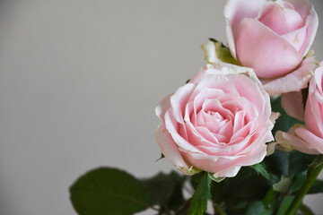 ピンクの薔薇