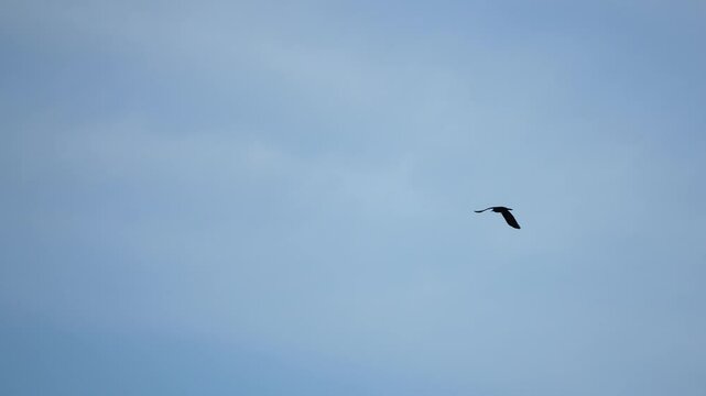 Slow motion of black crow bird fliying high in windy sky