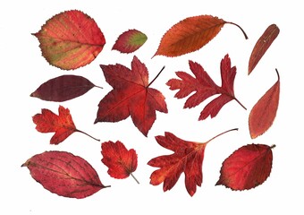 Pressed autumn leaves isolated on a white background.