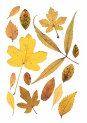Pressed autumn leaves isolated on a white background.