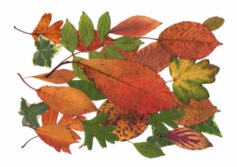 Pressed autumn leaves isolated on a white background.