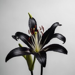 A glowing onyx lily with deep black hues and silver veins, standing against a pure white background.