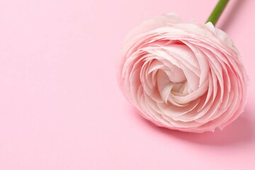 Beautiful composition with pink  ranunculus on a color background