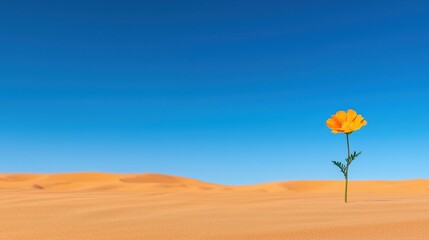 Single flower blooming in a vast arid desert landscape with dry sand and sparse vegetation