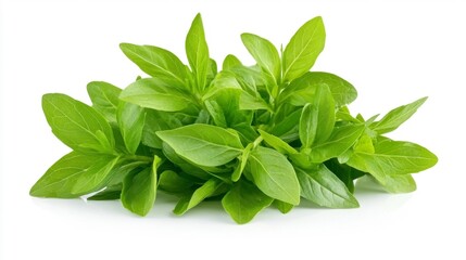 Obraz premium Fresh green basil leaves isolated on white background. Generative AI
