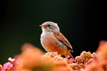 Fototapeta premium Small bird on flowers, eye level, blurred background, birdwatching guide content