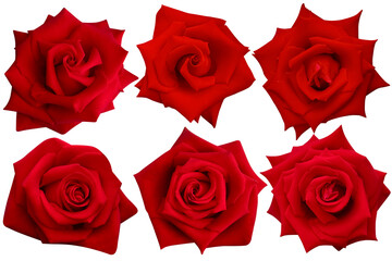 Close-up 6 dark red roses blooming isolated on the white background.Photo with clipping path.
