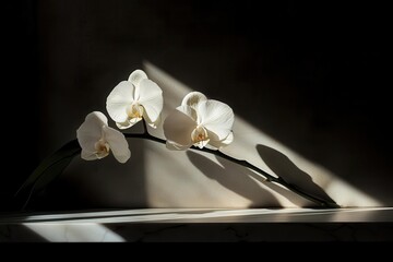 minimalist white orchid macro photography with abstract geometric shadows, clean contemporary...