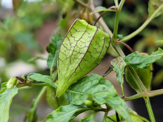 Ciplukan fruit plants after the rain.
