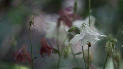 Akeleien in einem Garten im Frühling.
