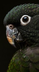 Fototapeta premium The Gaze of a Parrot
