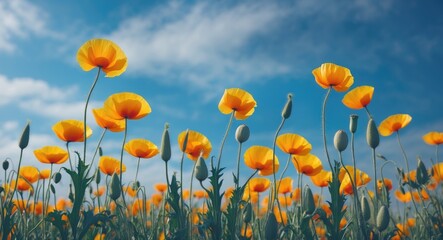 Obraz premium Field of vibrant yellow poppy flowers under a blue sky with white clouds in the background Copy Space