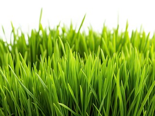 Obraz premium Close-up Green Grass White Background Architectural Photography