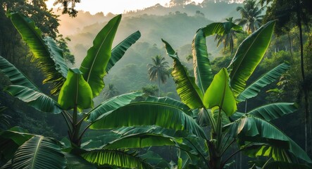 Lush tropical foliage with large banana leaves in a misty rainforest landscape during sunrise with soft light and deep green hues Copy Space