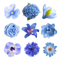 Different beautiful flowers in blue shades isolated on white, set