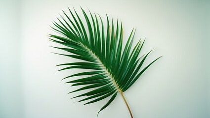 Obraz premium Green palm leaf isolated on a light background with natural shadows and ample space for text Copy Space
