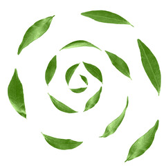Green leaves swirling in air on white background