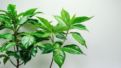 Obraz premium Green leaves of a tropical indoor plant species on a light background with Copy Space for text placement