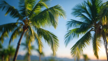 Tropical palm trees with sunlight background and blurred landscape in soft focus, nature scenery with Copy Space