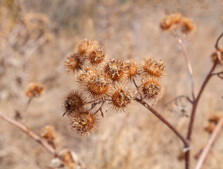 Dry thorny burdock plant in nature close-up. The prickly Herb Burdock plant or Arctium plant from...