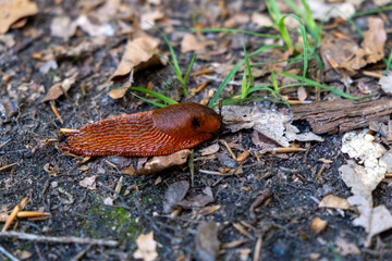 A slug slowly searches for food in the depths of the forest.