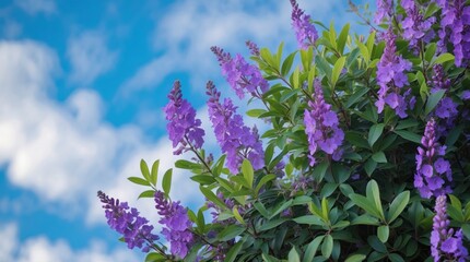 Vibrant purple flowers against a blue sky with clouds and green foliage Copy Space