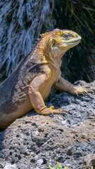 Vertical image of Side profile of a bright yellow adult land iguana, iguana terrestre basking in the sun on a rock at South Plaza Island, Galapagos, Ecuador.
