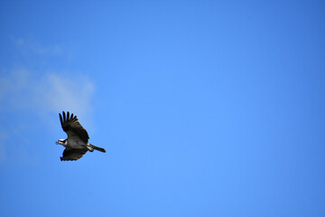 Fish Hawk with Winds Extended in Flight