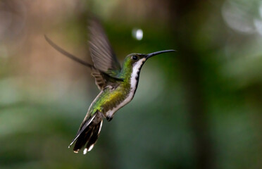 hummingbird in flight