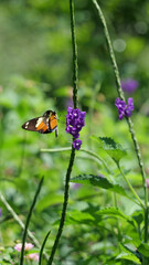 Vertical image of A brown, yellow and black butterfly sitting on a green bush with purple flowers.