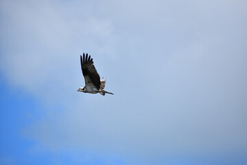Cawing Flying Osprey Bird with Wisps of Clouds