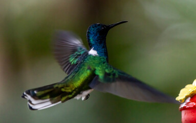 hummingbird in flight