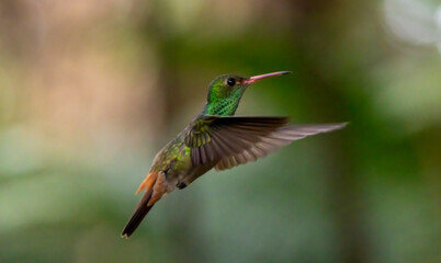 hummingbird in flight