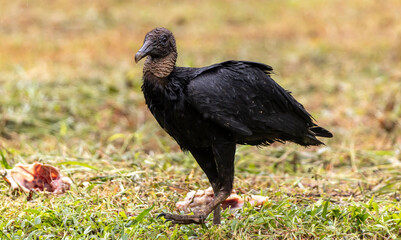 Black vulture in the wild