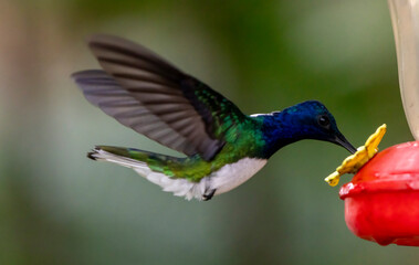 hummingbird in flight
