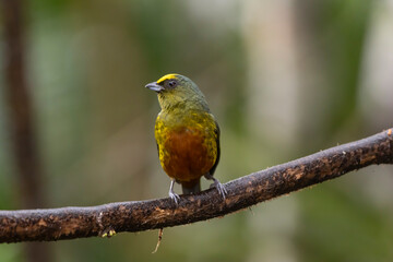 Olive Backed Euphonia